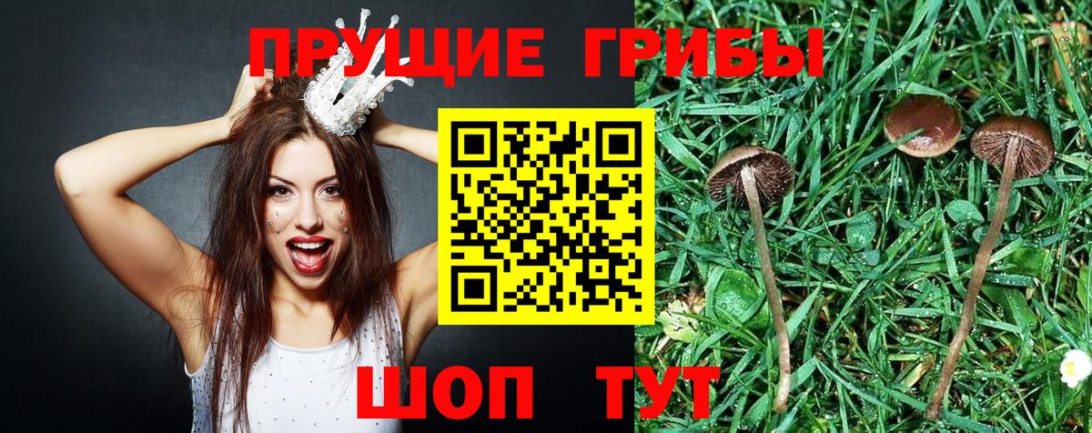 Псилоцибиновые грибы мицелий Сыктывкар